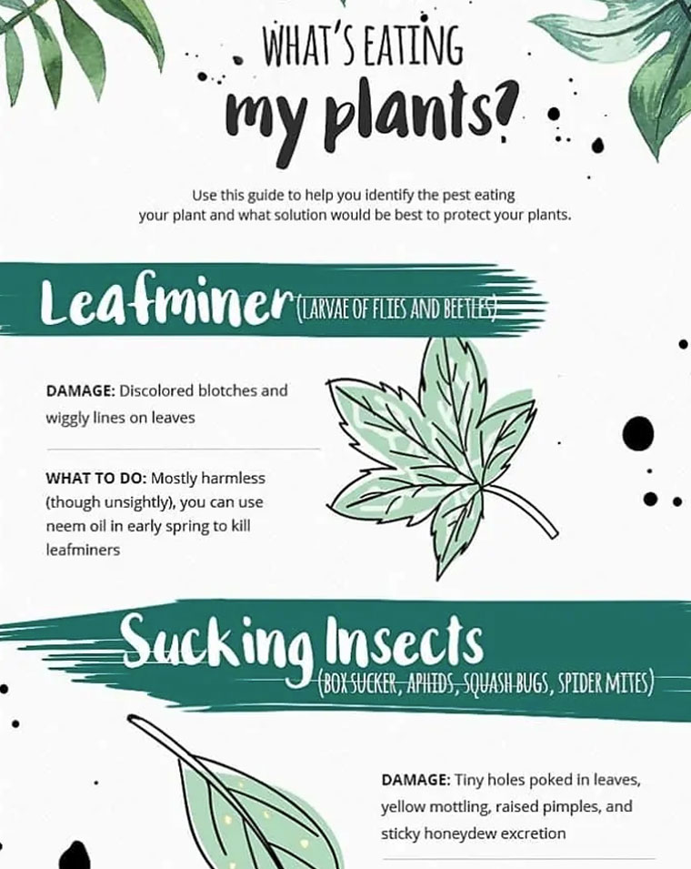 Floral infographic example design with white and green