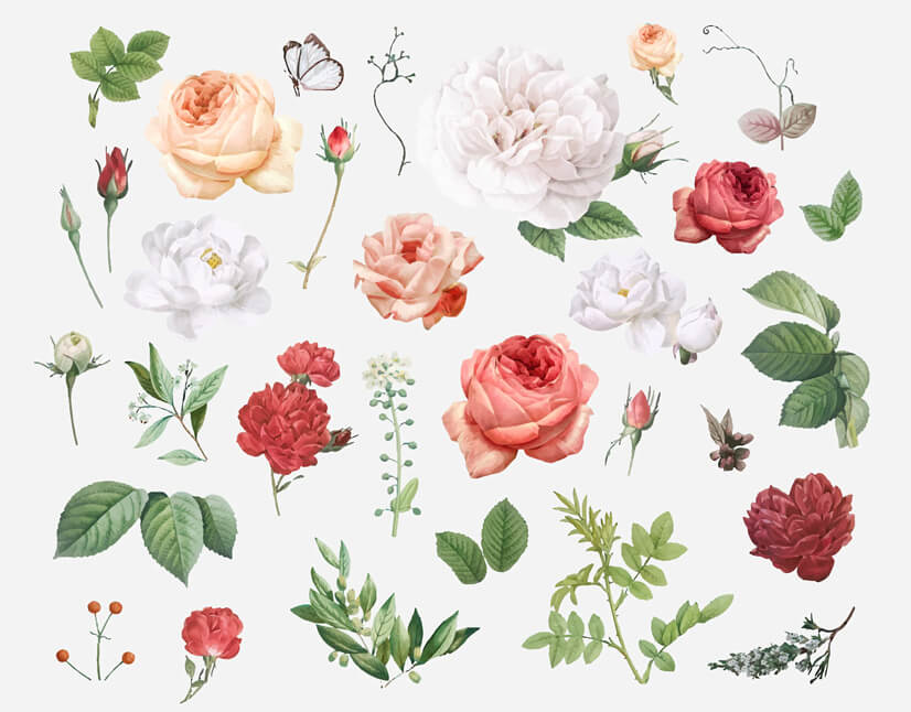 Free vector realistic roses flowers